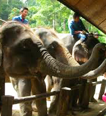 ทัวร์ปางช้าง